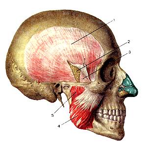 
  Рис. 108. Жевательные мышцы. Вид справа. 1-фасция височной мышцы; 2-жировая 
  клетчатка; 3-глубокая пластинка височной фасции; 4-жевательная мышца (поверхностная 
  часть); 5-жсвательная мышца (глубокая часть).
  Fig. 108. Жевательные мышцы. Вил справа. I - fascia temporalis; 2- panniculus 
  adiposum; 3-fascia temporalis (lamina profunda): 4- m. masseter (pars superficialis); 
  5- m. masseter (pars profunda).
  Fig. 108. Masticatory muscles. Right side.
  I-fascia of temporal; 2-fatty layer (right side); 3-temporal fascia (deep layer); 
  4-masseter (superficial part); 5-masseter (deep part).